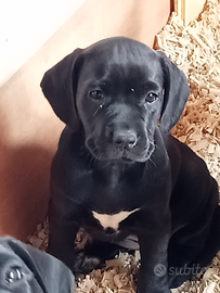 Cuccioli di cane corso