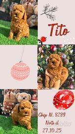 Barbooncino fulvo _ TITO