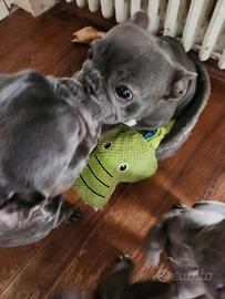 Cuccioli Bulldog Francese Blu