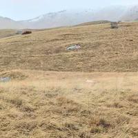 Setter 2 anni da montagna