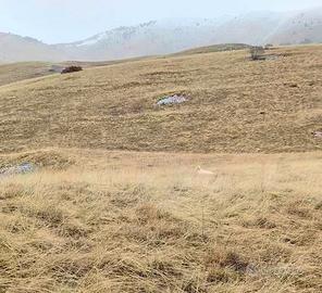 Setter 2 anni da montagna