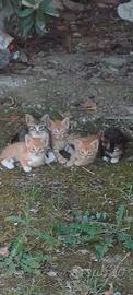 Gattini