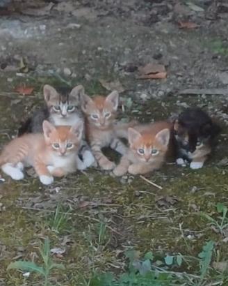 Gattini