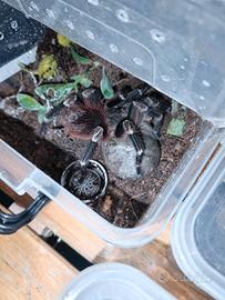 nhandu, lasiodora, murinus, amazonius