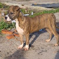 Cucciola pitbull ukc