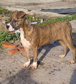 Cucciola pitbull ukc