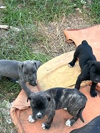 Cane corso