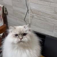 Gatto siberiano ipoallergenico