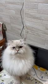 Gatto siberiano ipoallergenico