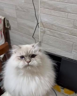 Gatto siberiano ipoallergenico