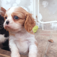 Cucciolo Cavalier King