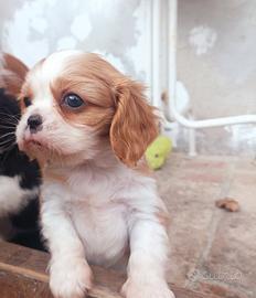 Cucciolo Cavalier King