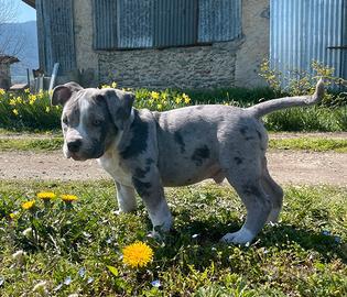 American bully