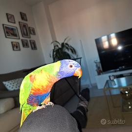 lory arcobaleno
