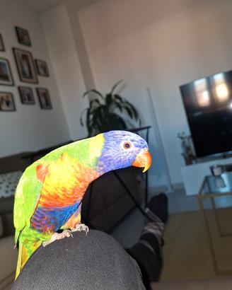 lory arcobaleno