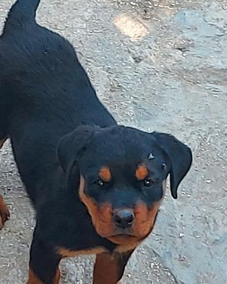 Cucciola di rottwailer