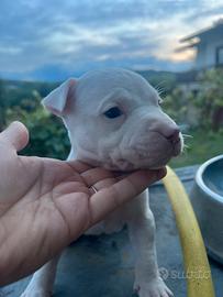 Cucciolo Pitbull UKC maschio