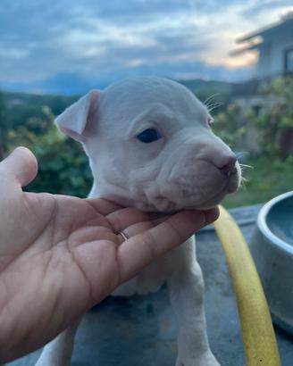 Cucciolo Pitbull UKC maschio