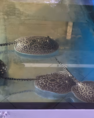 Potamotrygon