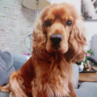 Cocker spaniel