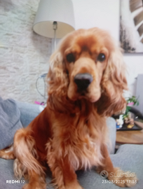 Cocker spaniel