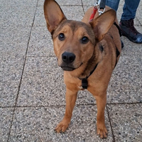 Fujiko 1 anno dolcissima ed affettuosa aspetta TE