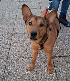 Fujiko 1 anno dolcissima ed affettuosa aspetta TE