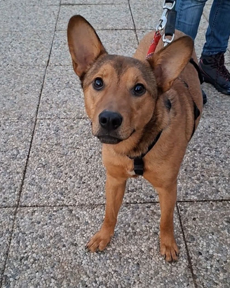 Fujiko 1 anno dolcissima ed affettuosa aspetta TE