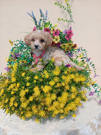 Maltipoo