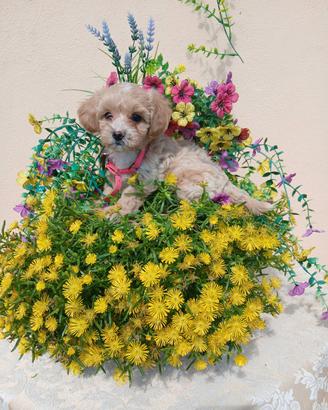 Maltipoo
