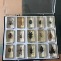 Insetti e pietre (leggi descrizione)