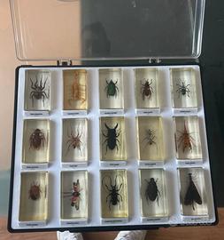 Insetti e pietre (leggi descrizione)