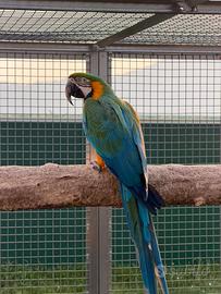 Ara Harligold maschio