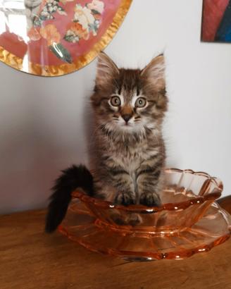 Cuccioli Norvegesi delle foreste con pedigree