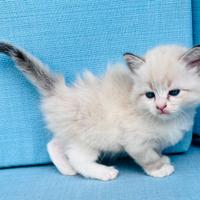 Gattino siberiano neva pedigree Agi NETTUNO