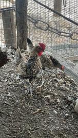 Galline galli sebright