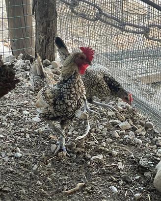 Galline galli sebright