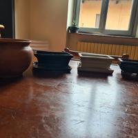 3 vasi bonsai + 1 in ceraminca