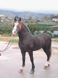 Cavallo