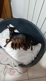 Pinscher toy