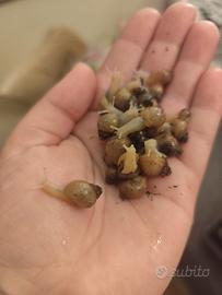Achatina fulica white jade