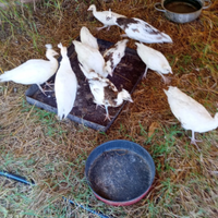 Pavoni bianchi ed arlecchini