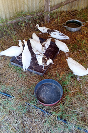 Pavoni bianchi ed arlecchini