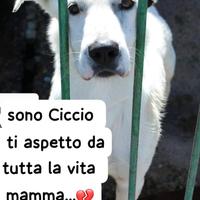 CICCIO 4 ANNI taglia media