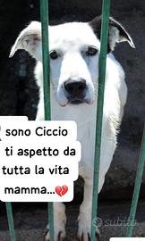 CICCIO 4 ANNI taglia media