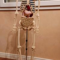Scheletro Willy collezione educativa di anatomia