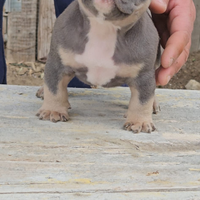 Cucciola di american bully pocket