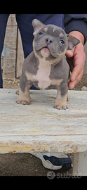 Cucciola di american bully pocket
