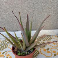 Talea radicata di Aloe in vaso