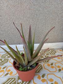 Talea radicata di Aloe in vaso